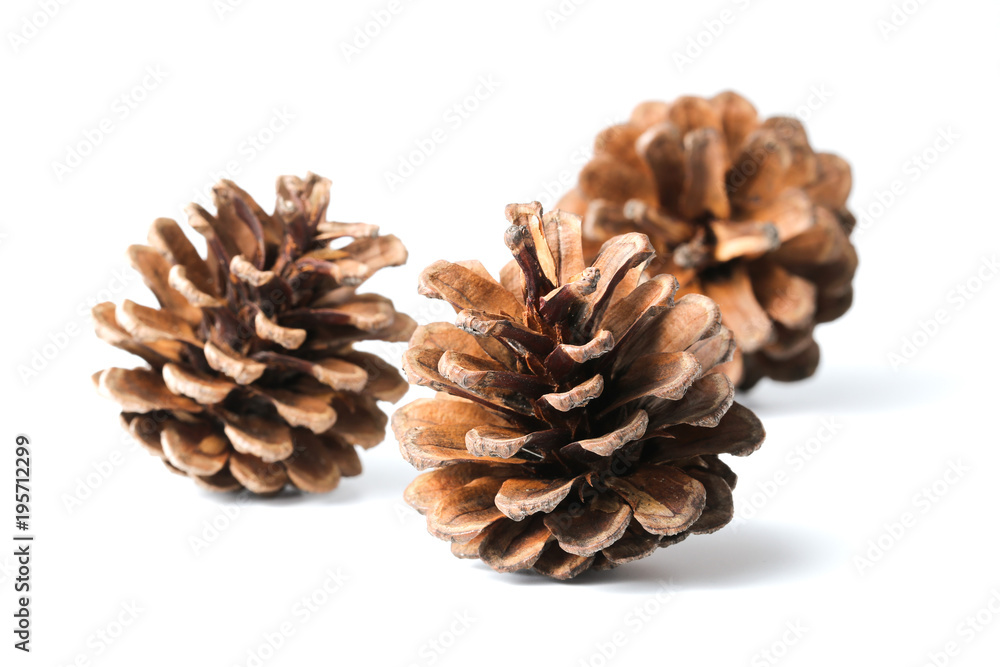 Three pine cones isolated on white Three pine cones isolated on white