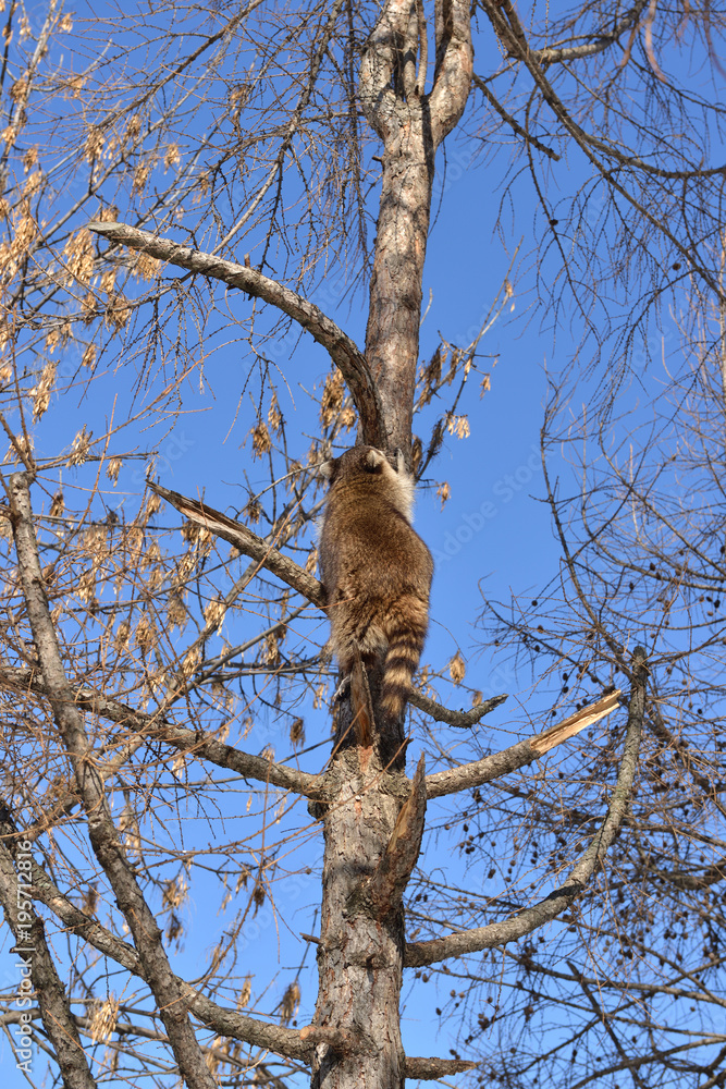 Raccoon (Procyon lotor) climbs on tall tree Raccoon (Procyon lotor) climbs on tall tree