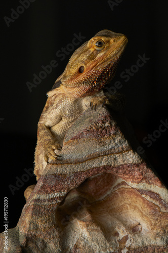 Bearded Dragon lizard resting on rock isolated on black background