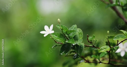  fresh green leaf branch with white flower in the garden after the rain in the morning , fresh time after raining concept , 4K Dci resolution photo