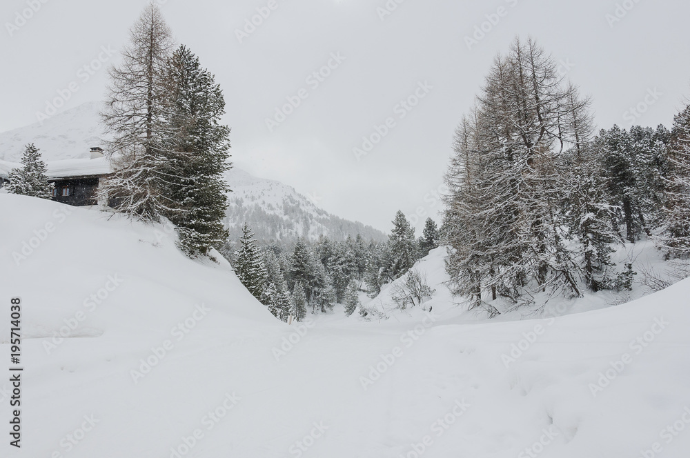 Fototapeta premium Maloja, Dorf, Engadin, Oberengadin, Winter, Wintersport, Winterwanderweg, Langlauf, Langlaufloipe, Alpen, Graubünden, Schweiz