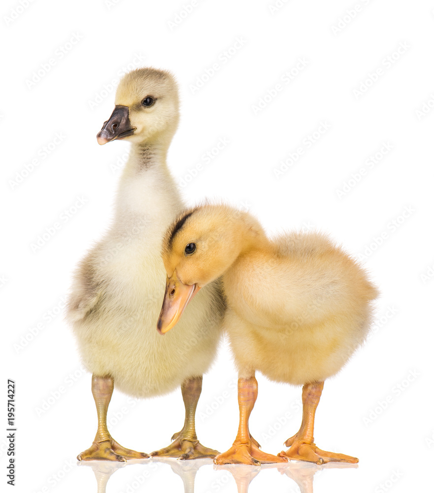 Cute little newborn fluffy gosling and duckling. Two young goose and duck isolated on a white background. Nice birds. Cute little newborn fluffy gosling and duckling. Two young goose and duck isolated on a white background. Nice birds.