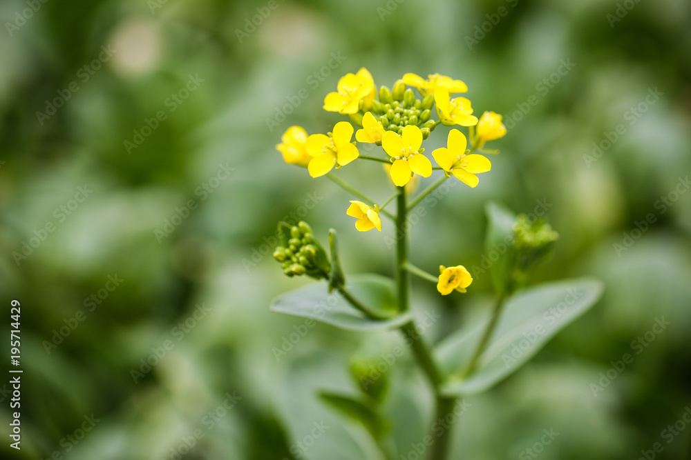 Yellow Rapeseed flower against green field Yellow Rapeseed flower against green field