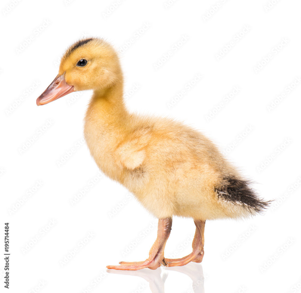 Cute little yellow newborn duckling isolated on white background. Newly hatched duckling on a chicken farm. Cute little yellow newborn duckling isolated on white background. Newly hatched duckling on a chicken farm.