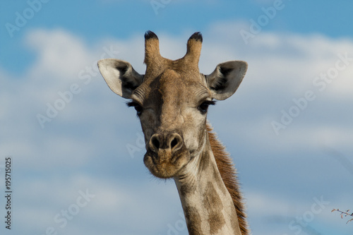 Kopf einer Giraffe vor Himmel © Philipp