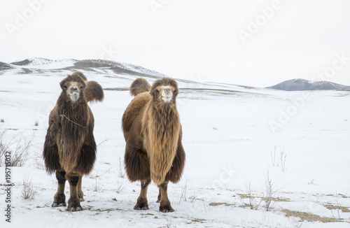 bactrian camels walking in a the winter landscape of Mongolia