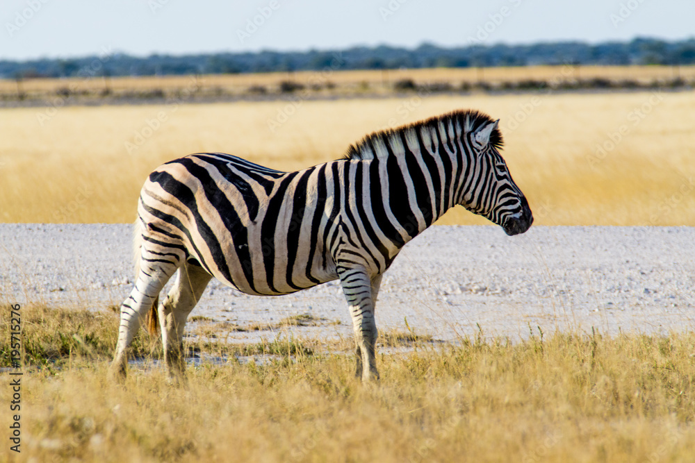 Obraz premium Zebra in Namibia