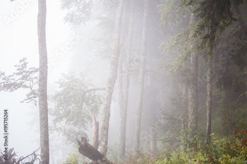 Picture of foggy forest with trees