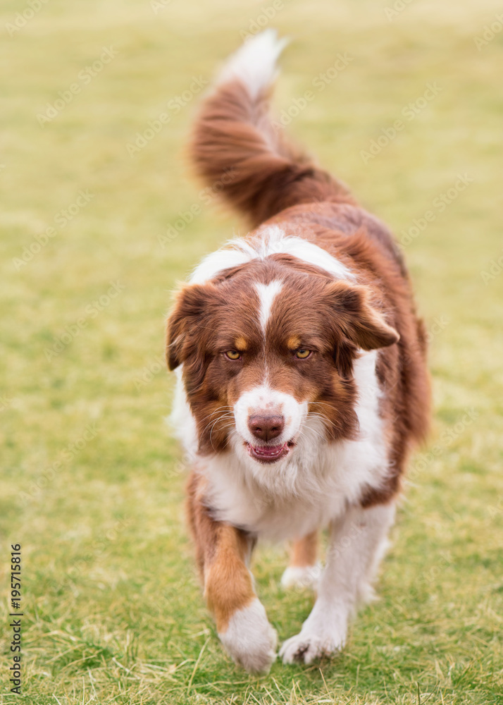 Australian Shepherd purebred dog on meadow in autumn or spring, outdoors countryside. Red Tri color Aussie adult dog.
