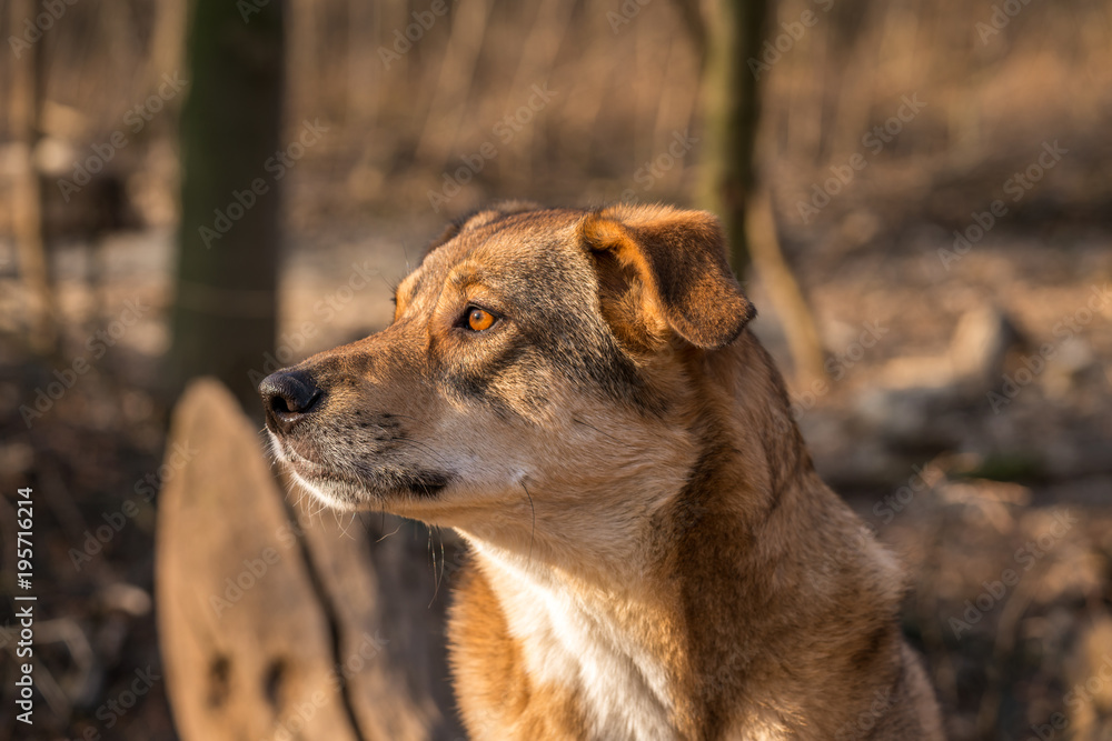 Brown dog side portrait 