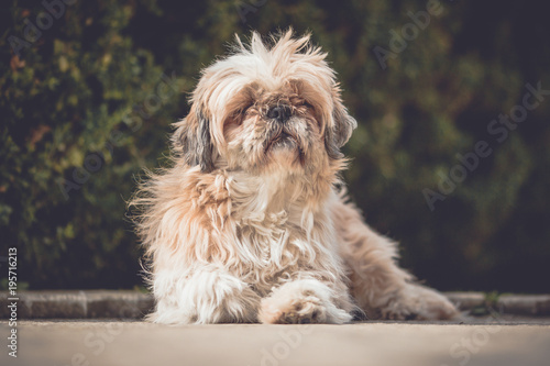 Canvas Print Dog