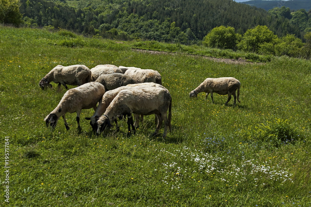 View of springtime field and group white sheep close up, Plana mountain, Bulgaria View of springtime field and group white sheep close up, Plana mountain, Bulgaria