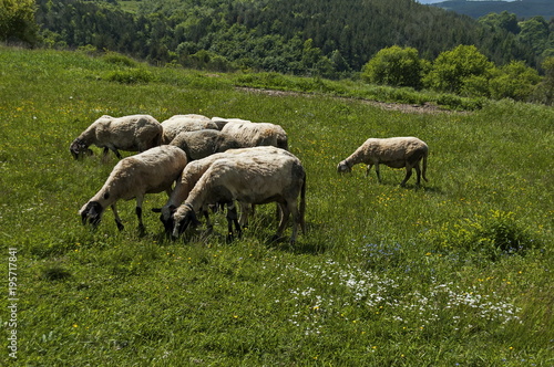 View of springtime field and  group white sheep close up  Plana mountain  Bulgaria 