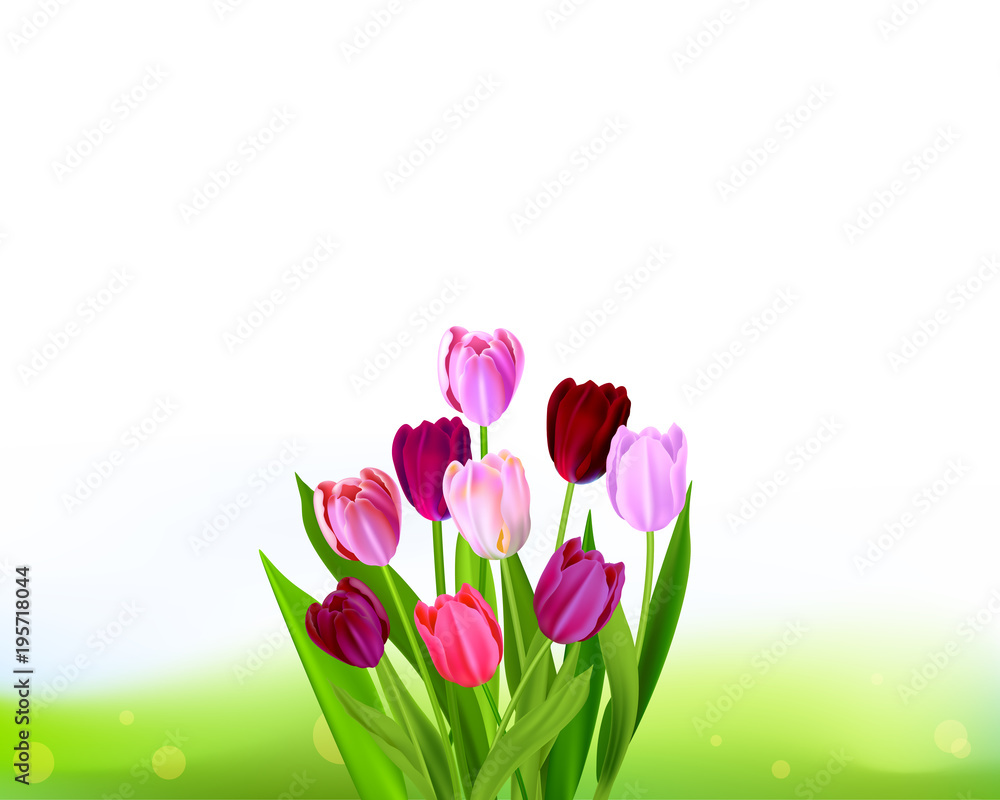 Fototapeta premium Background Tulip spring banner