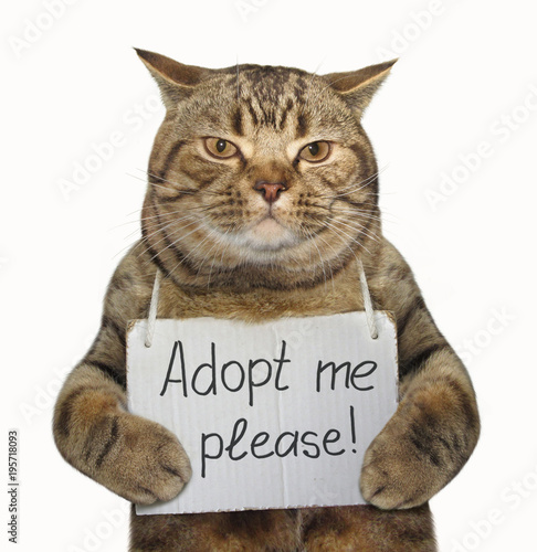 The lonely cat with a sign around his neck. It says " Adopt me please! " White background.
