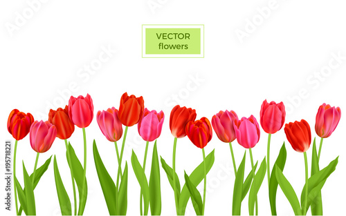 Isolated tulips flowers banner