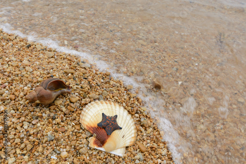 Starfish and shell on the seashore. © vladimir pb