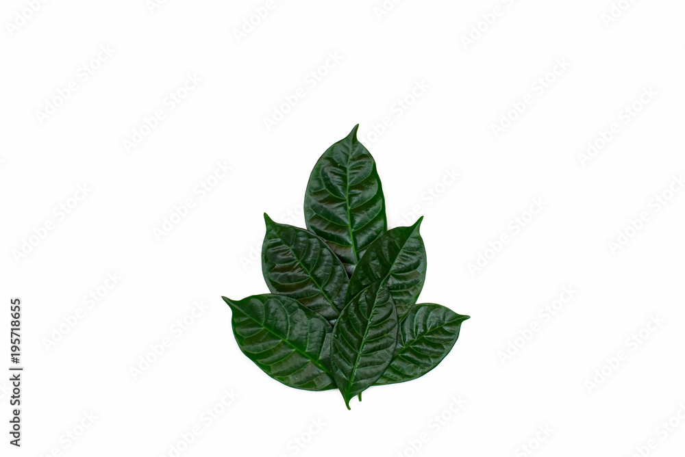 A Bush of green leaves on white isolated background. A Bush of green leaves on white isolated background.