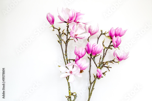 Fototapeta Naklejka Na Ścianę i Meble -  Magnolia flower blooming