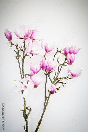 Magnolia flower blooming