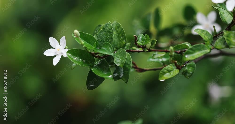 fresh green leaf branch with white flower in the garden after the rain in the morning , fresh time after raining concept , 4K Dci resolution fresh green leaf branch with white flower in the garden after the rain in the morning , fresh time after raining concept , 4K Dci resolution