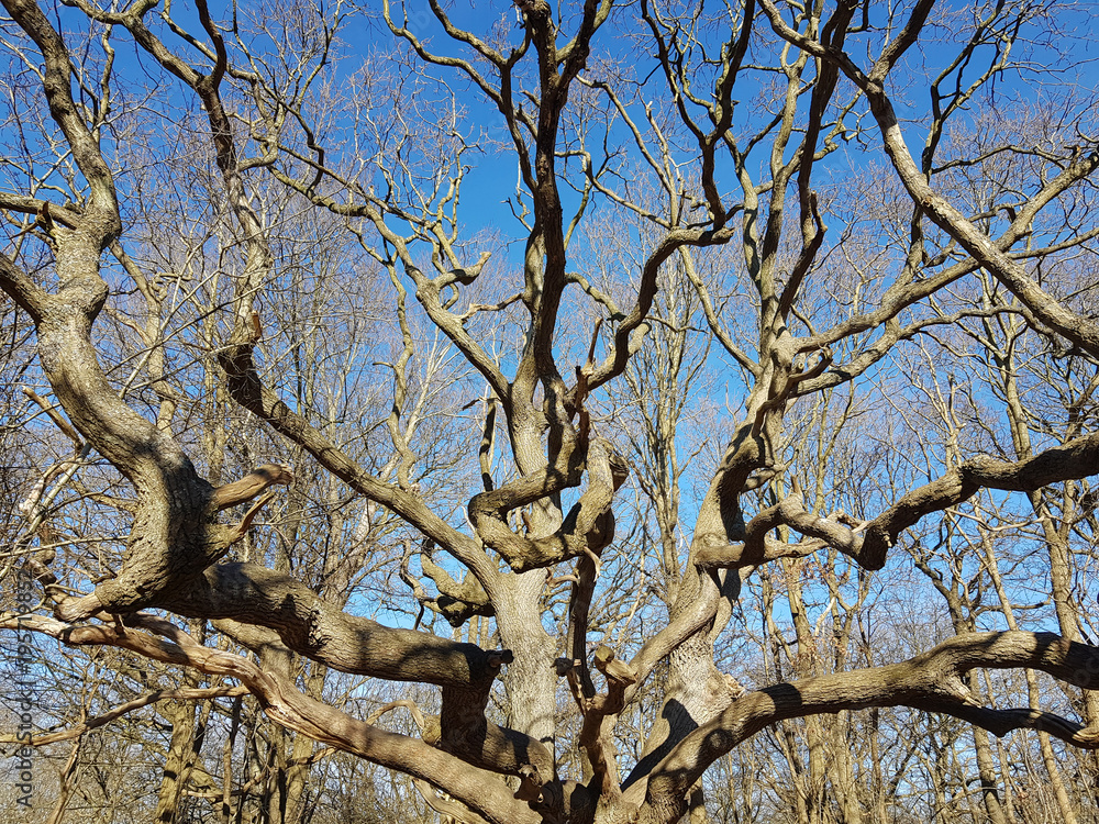 A lot of tree