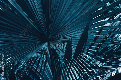 Abstract palm tree for background