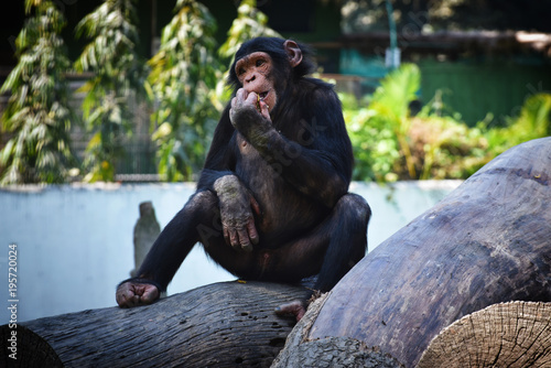The Chimpanzee 