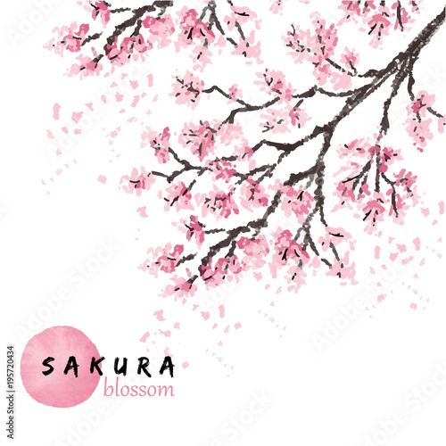 Sakura japan cherry branch with blooming flowers vector illustration. Hand drawn style.