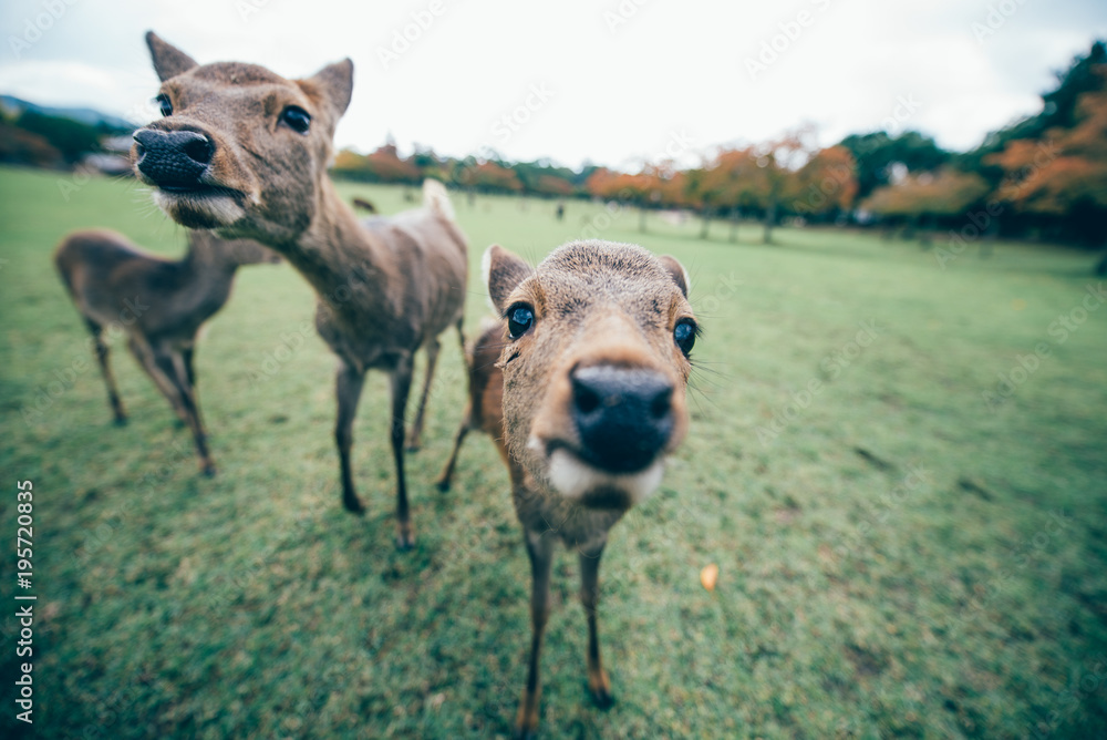 Obraz premium Deers and animals in Nara park, kyoto, Japan