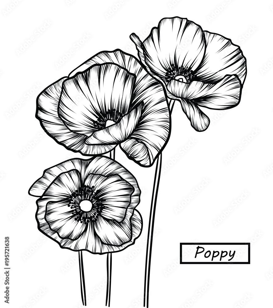 Fototapeta premium Hand drawing Poppy, Tulip and Carnation flowers. Vector, illustration and clip art on white backgrounds.Idea for business visit card, typography vector,print for t-shirt.