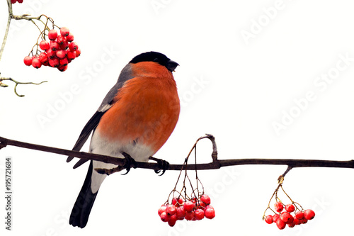 Photo Red-breasted handsome bullfinch among berries of red mountain ash