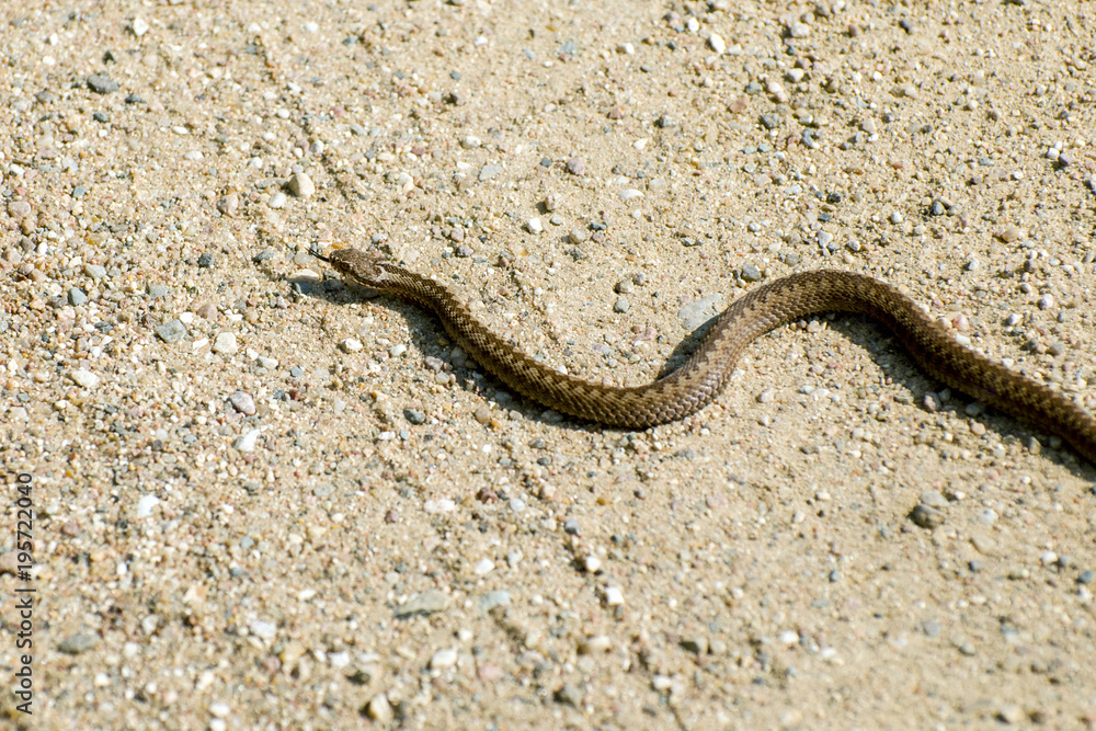 The Viper crawls across the road The Viper crawls across the road