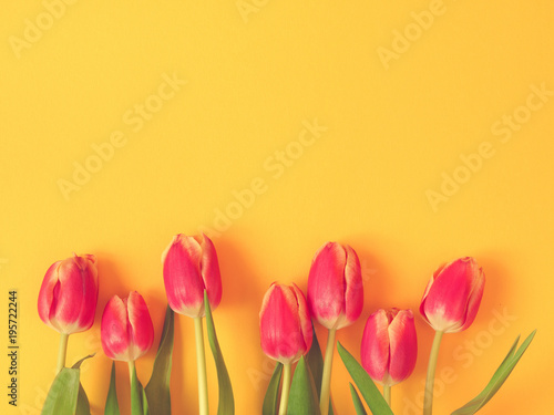 Fototapeta Naklejka Na Ścianę i Meble -  Tulpen auf einem gelben Hintergrund, Frühling, Ostern, Textraum