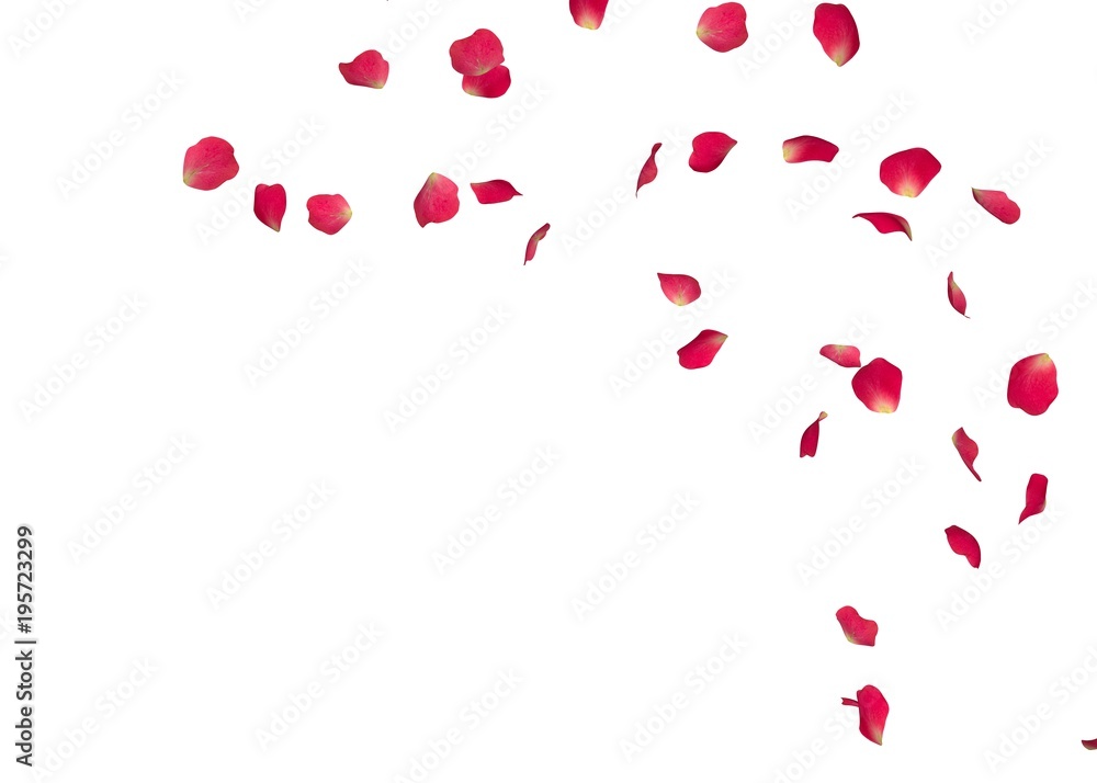 Red rose petals fly in a circle. The center free space for Your photos or text. Isolated white background