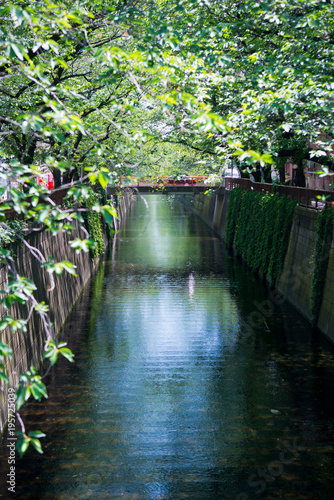 新緑の目黒川