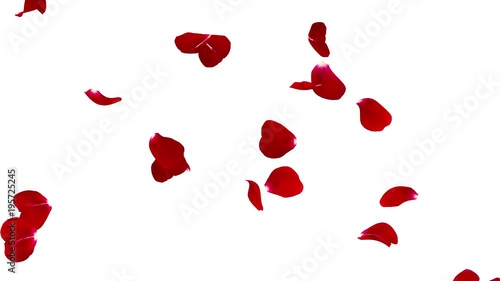 Red rose petals flying isolated on white background. The video is looped. The quality of 4K