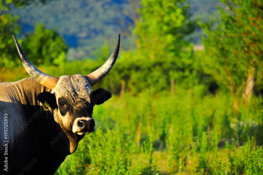 Hungarian grey bull enjoying summer sun in lowland. Hungarian grey bull enjoying summer sun in lowland.