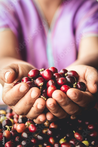 Coffee cherries arabica in hand Southeast Asia
