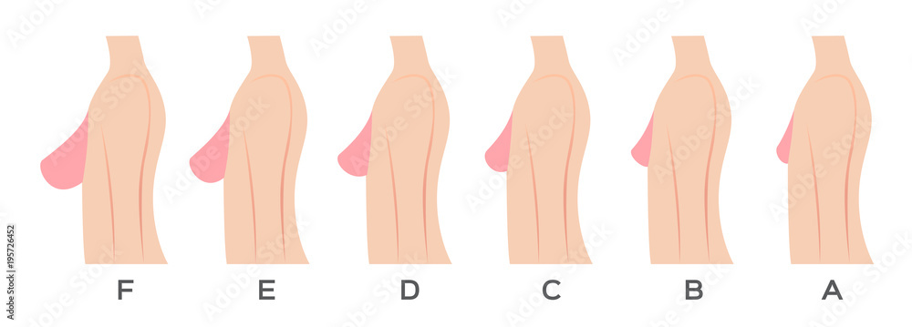 Vetor de breast size and type vector do Stock