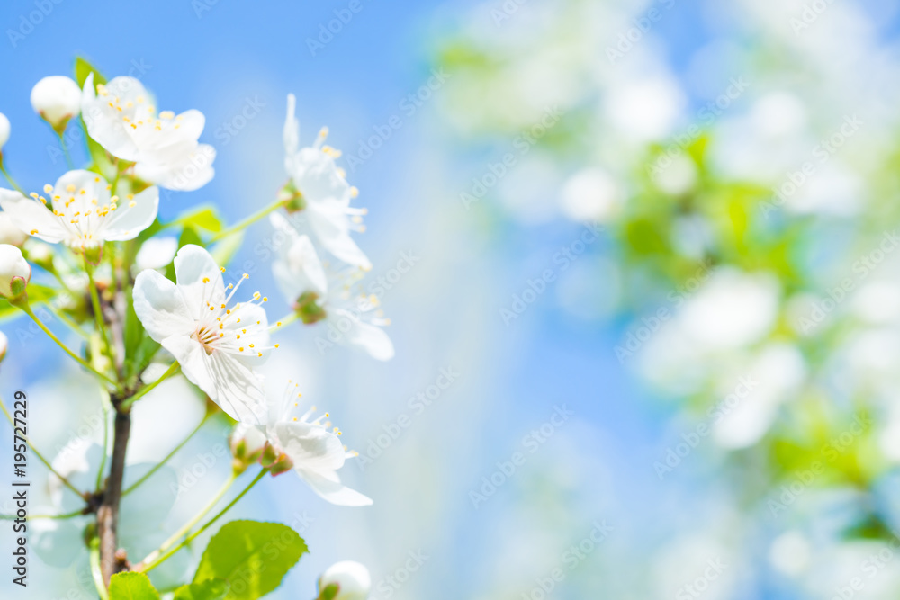 Branch with white flowers on a blossom cherry tree, soft background of green spring leaves and blue sky