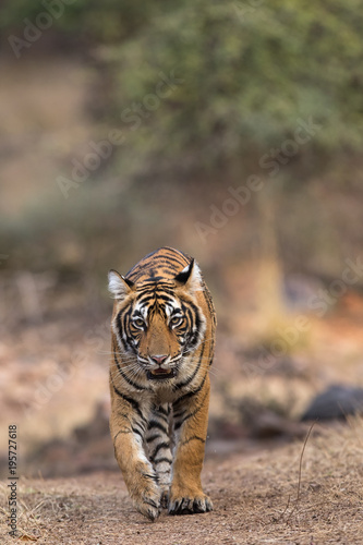 Royal Bengal Tiger From Ranthambore Tiger Reserve Rajasthan India