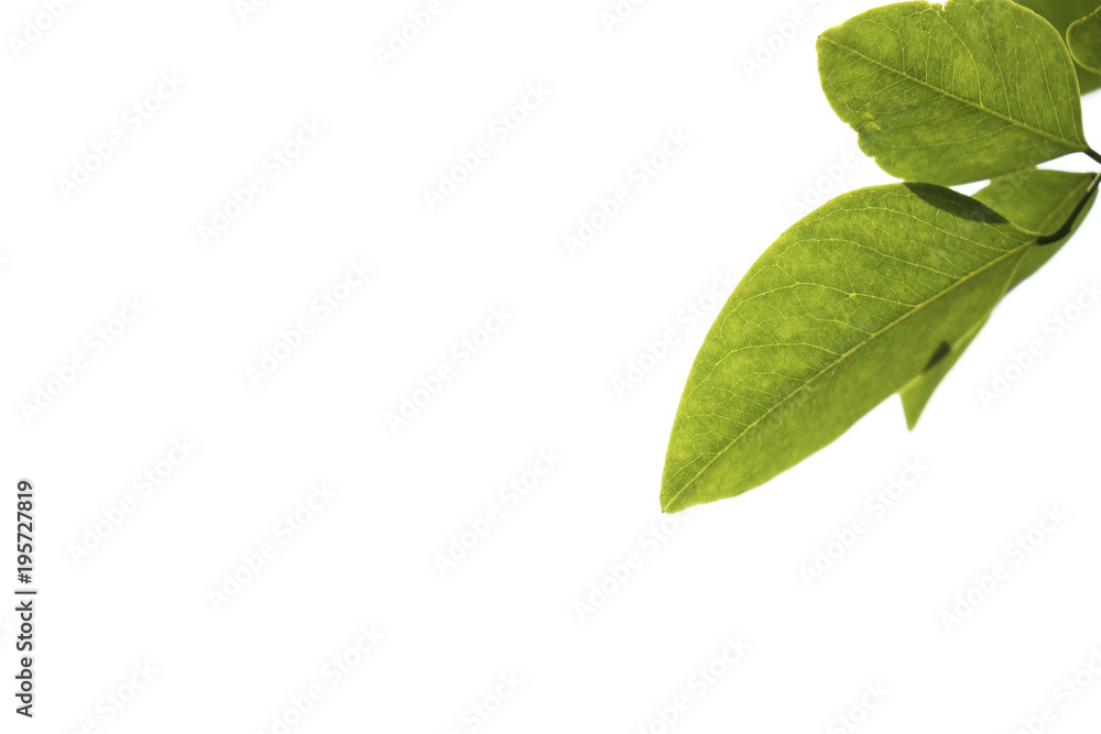 Closeup Green leaf with water droplets isolated on white background of file with Clipping Path . Closeup Green leaf with water droplets isolated on white background of file with Clipping Path .
