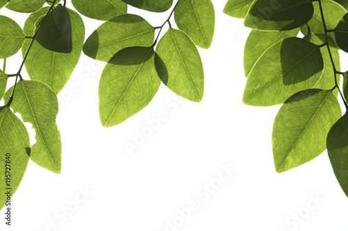 Closeup Green leaf with water droplets isolated on white background of file with Clipping Path .