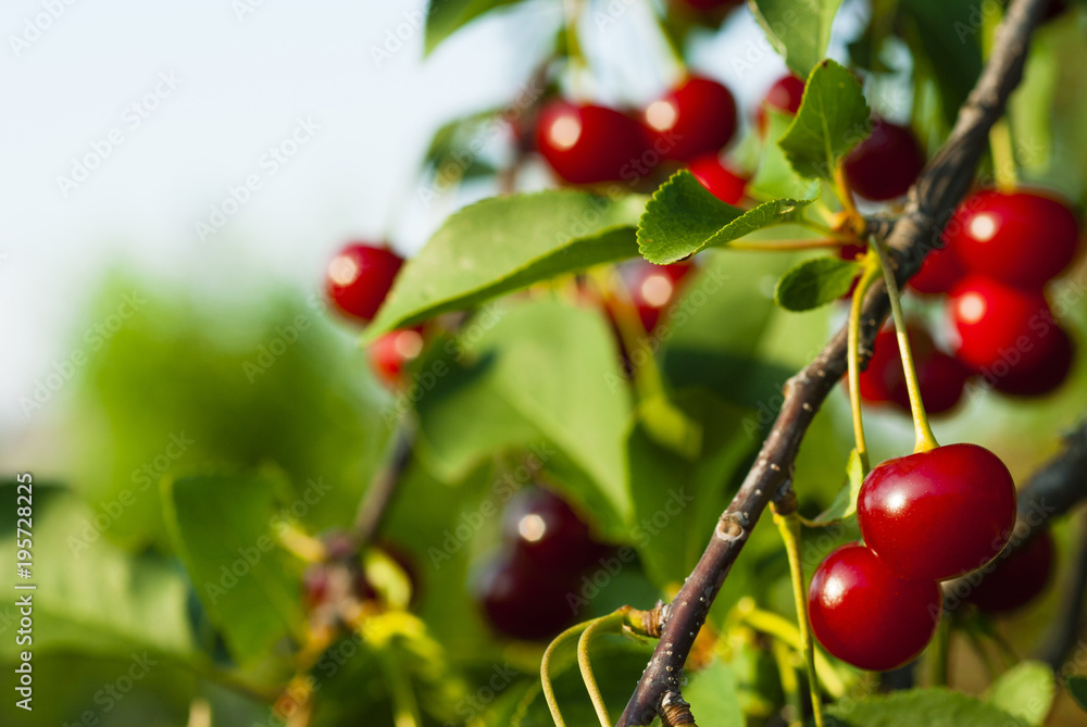 sour cherry fruits hanging on branch