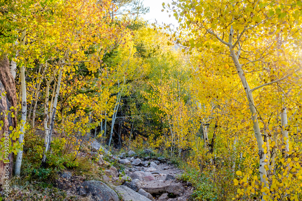 Aspen grove at autumn in Rocky Mountains