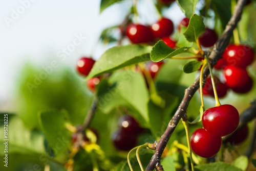 sour cherry fruits hanging on branch
