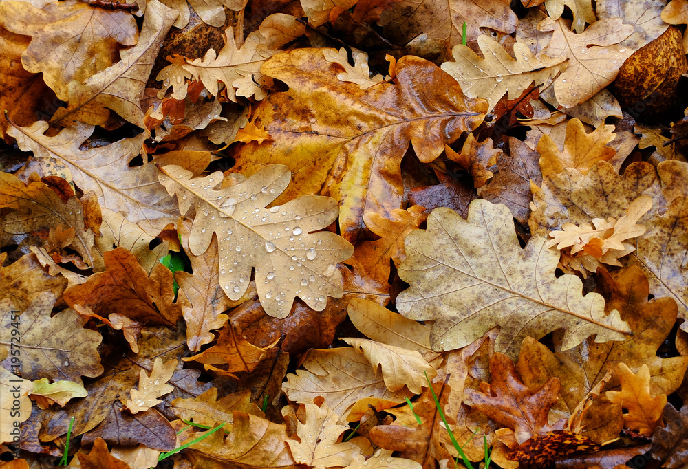 Oak leaves after rain Oak leaves after rain