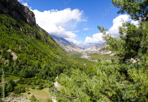 A long valley view with alpine trees surrounding it