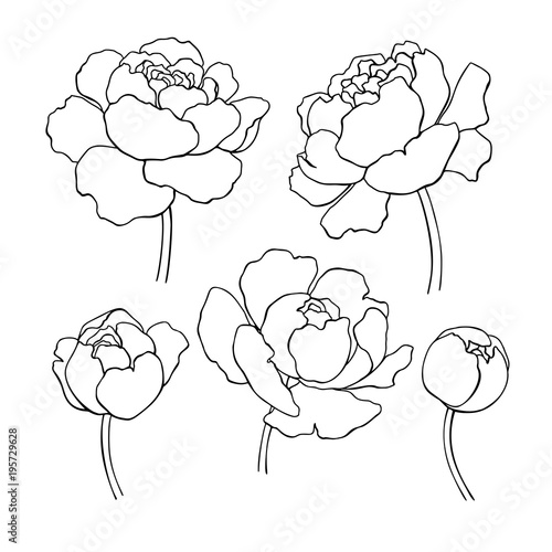 Peony line drawing. Vector hand drawn outline flower set.